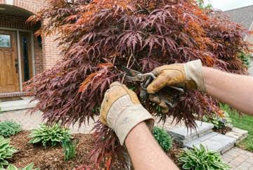 Ornamental Hand Pruning