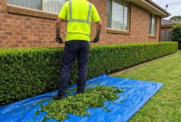 Shrub Pruning