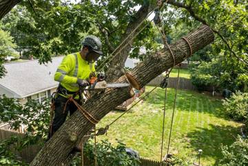 Tree Removal