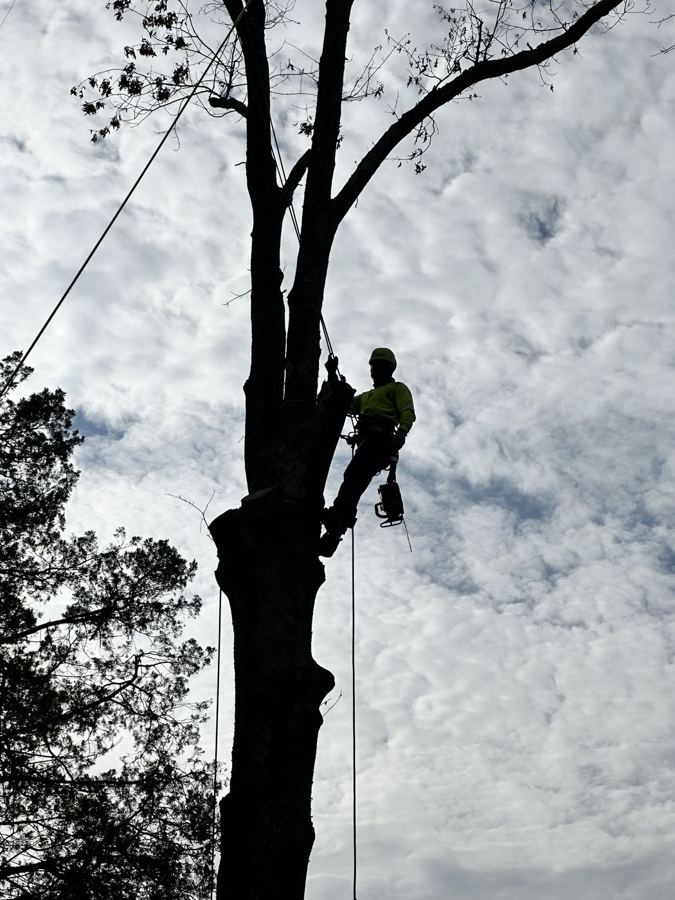 Tree Removal