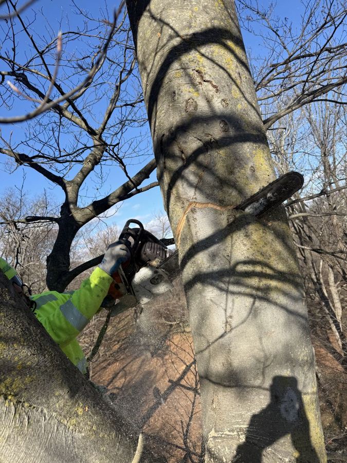 Tree Pruning