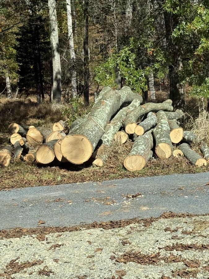Tree Removal