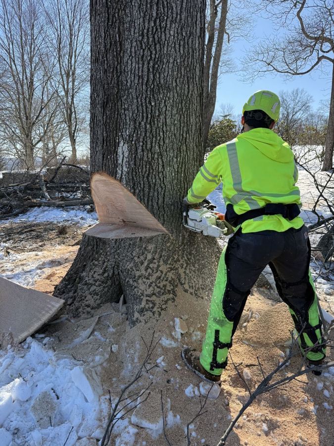 Tree Removal
